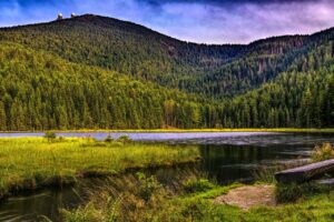Wald