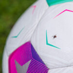 Zecken bei der Fußball-EM