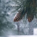 Winterzauber im Garten